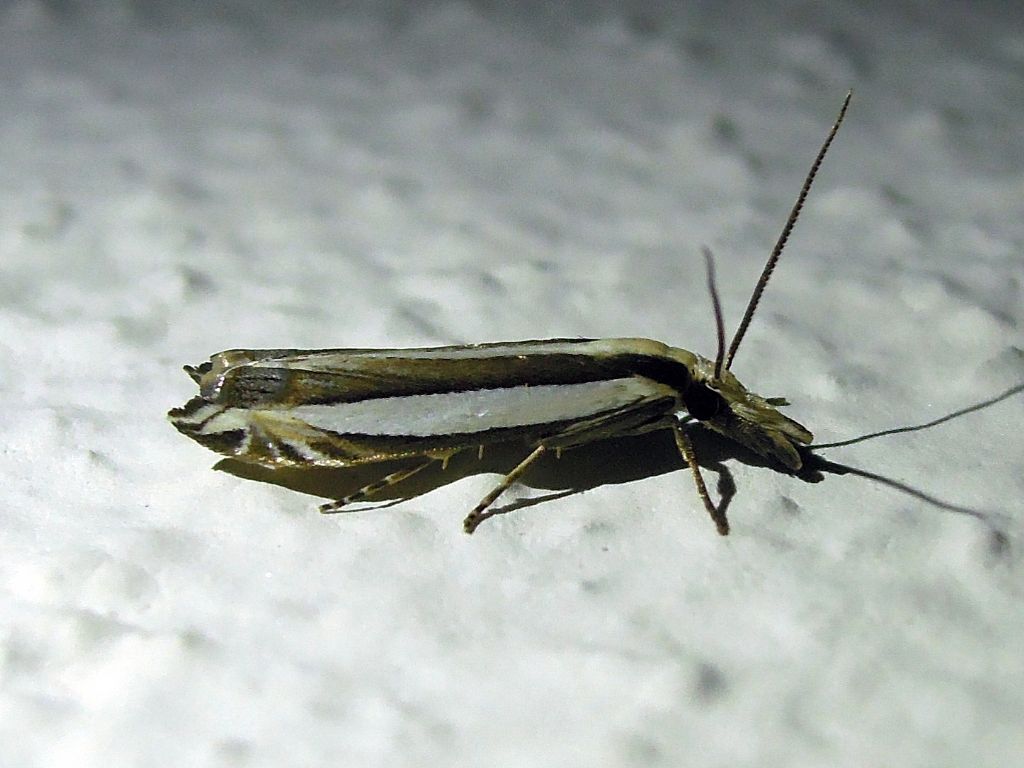 Angustalius malacellus (Crambidae)